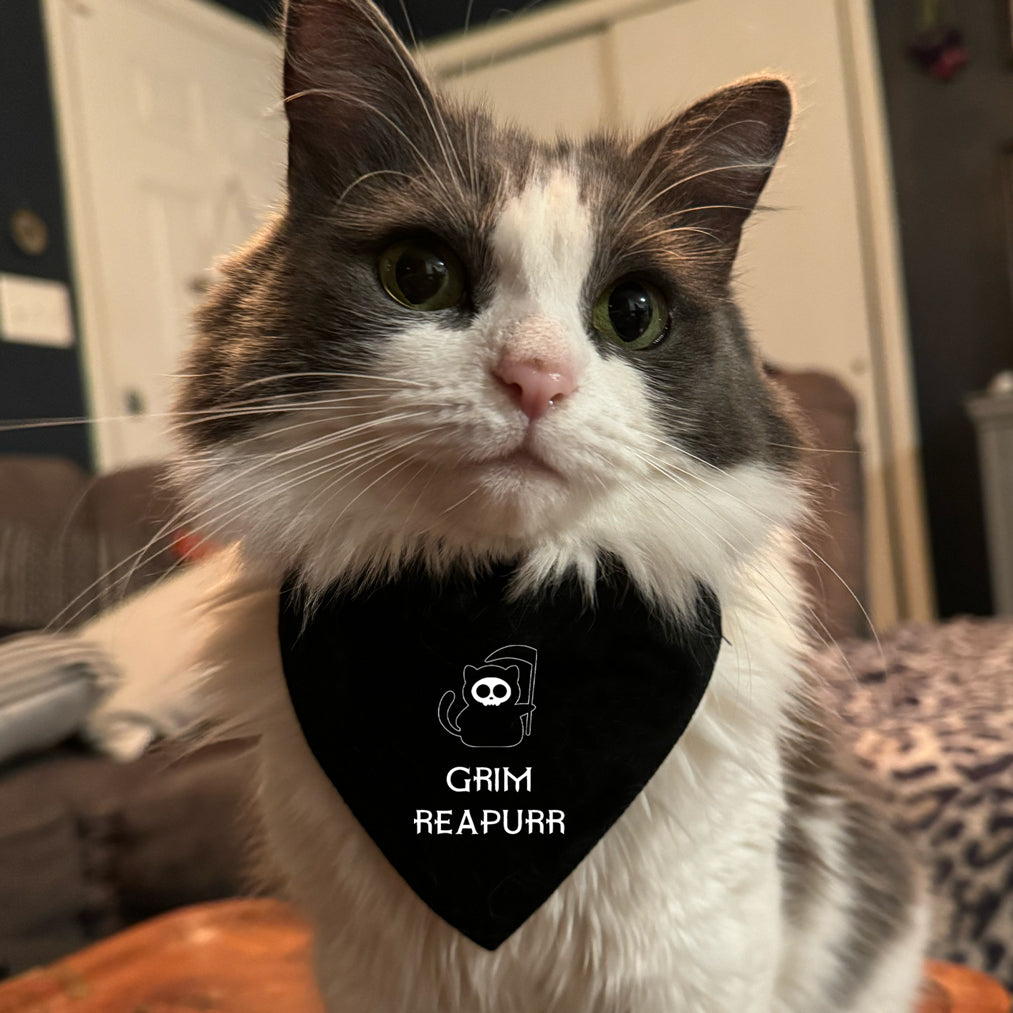 halloween cat bandana