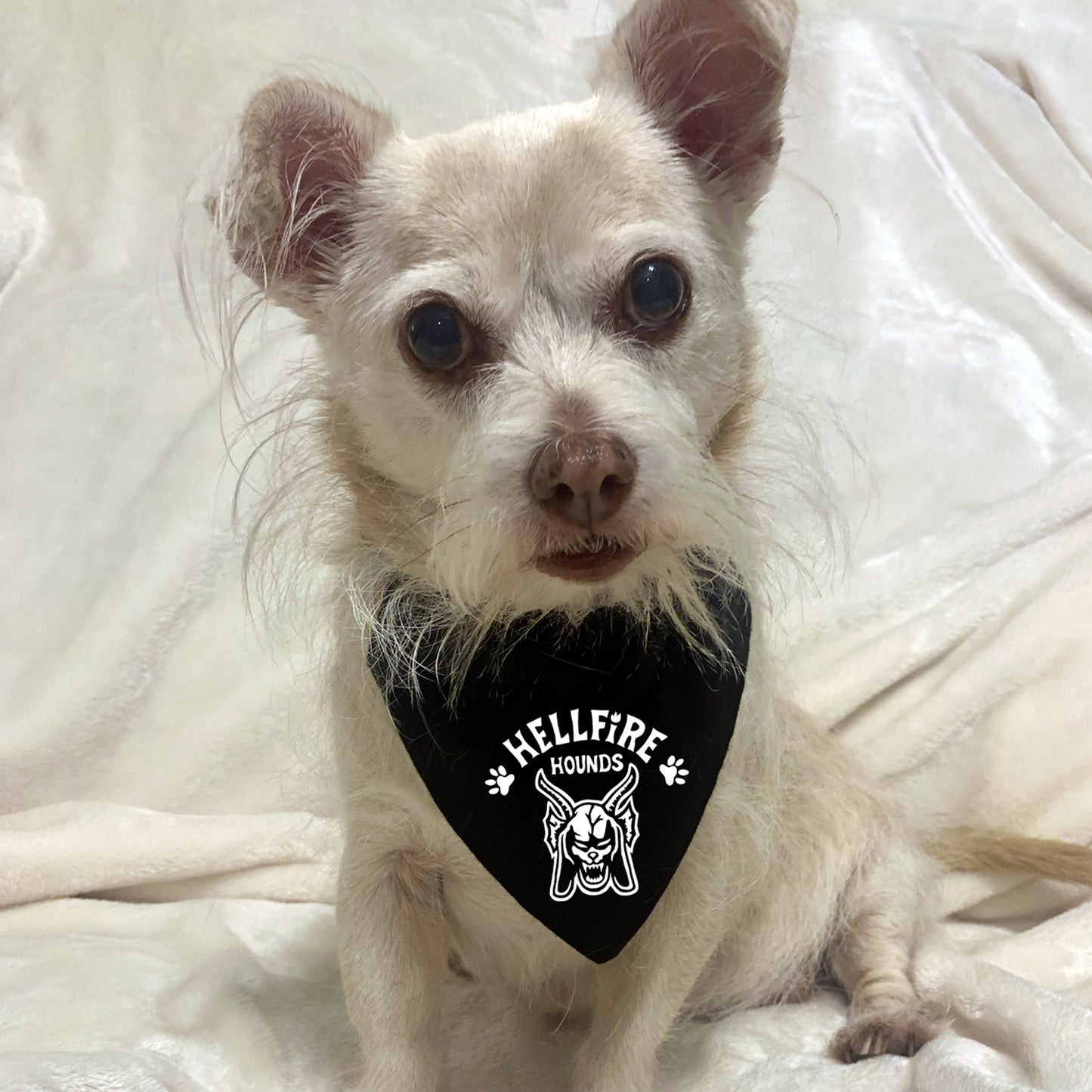 halloween dog bandana