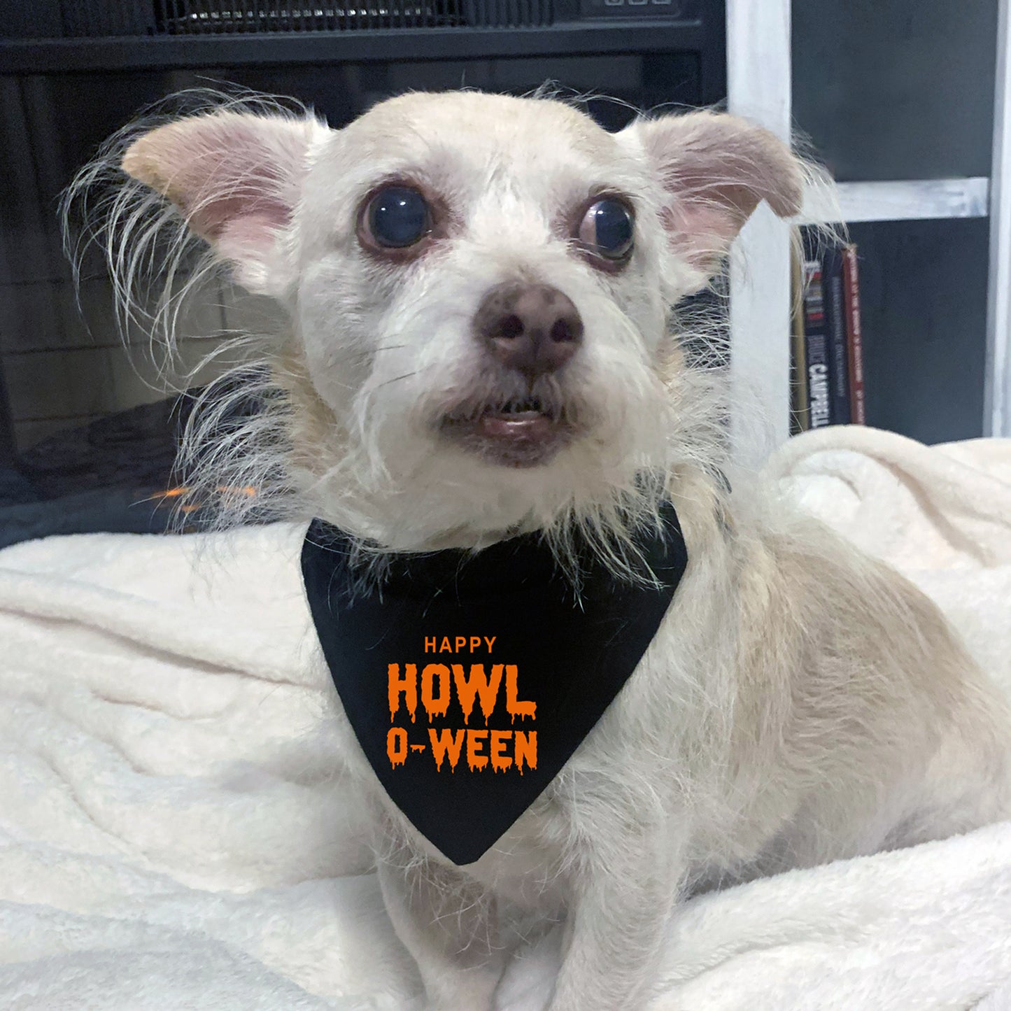 halloween dog bandana