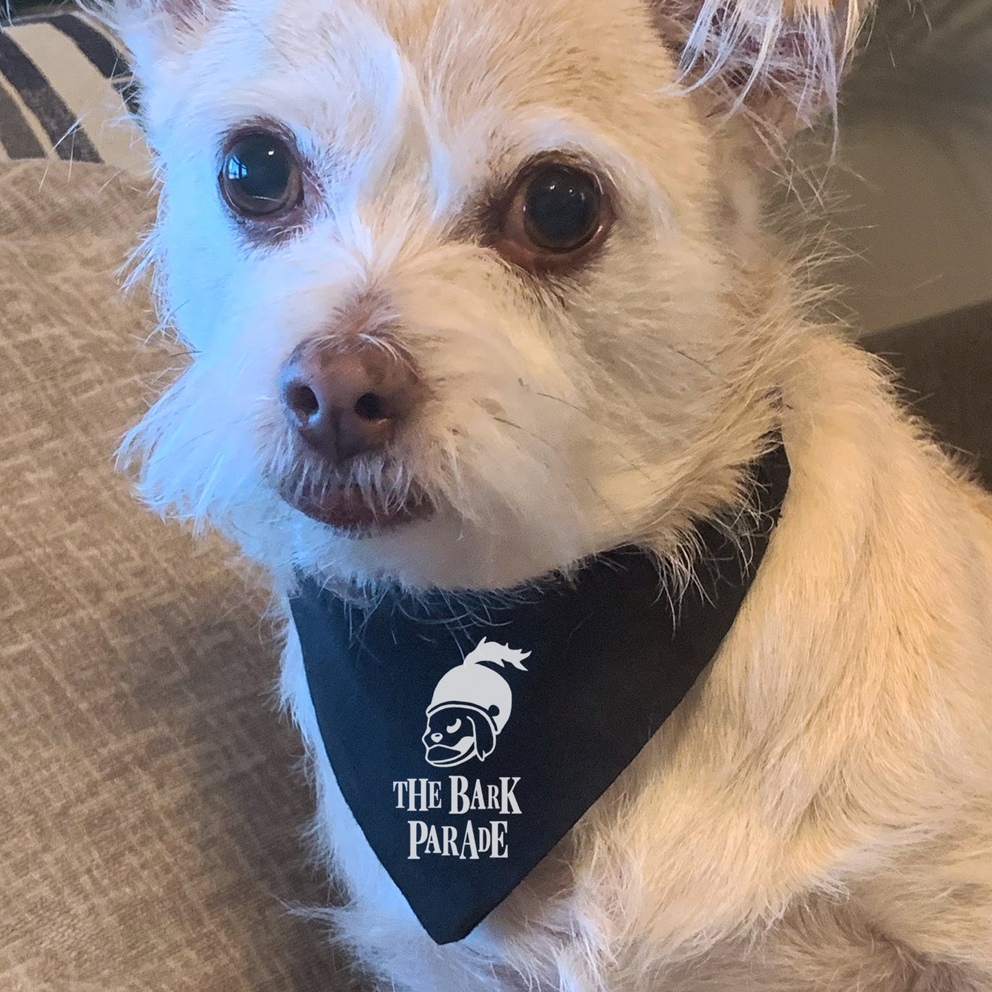 the bark parade - my chemical romance dog bandana