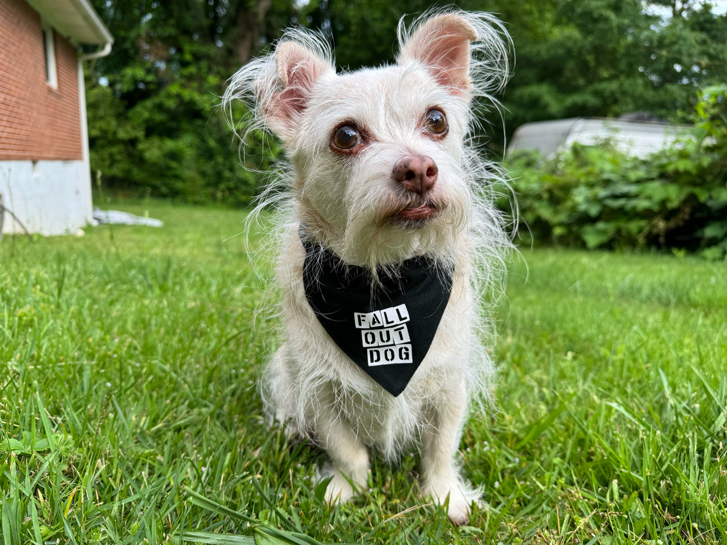 fall out dog - fall out boy dog bandana