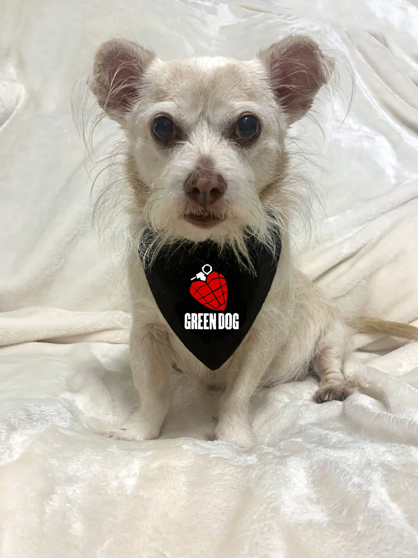 green dog - green day dog bandana