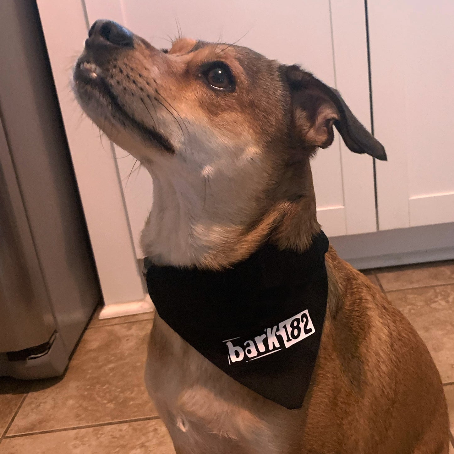bark-182 - blink-182 dog bandana (new era logo)