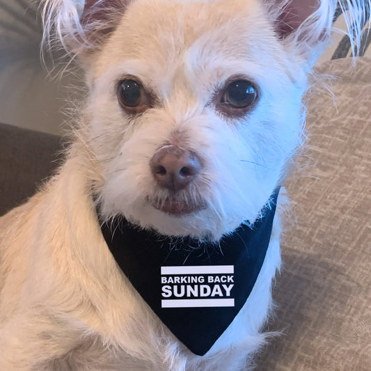 barking back sunday - taking back sunday dog bandana