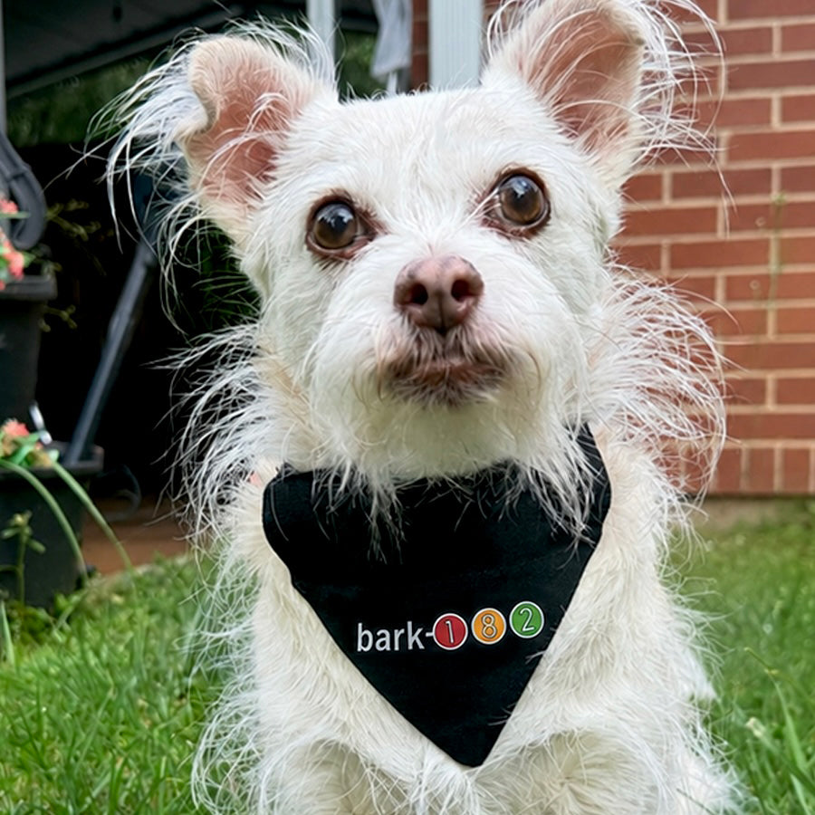 bark-182 - take off your pants and jacket dog bandana