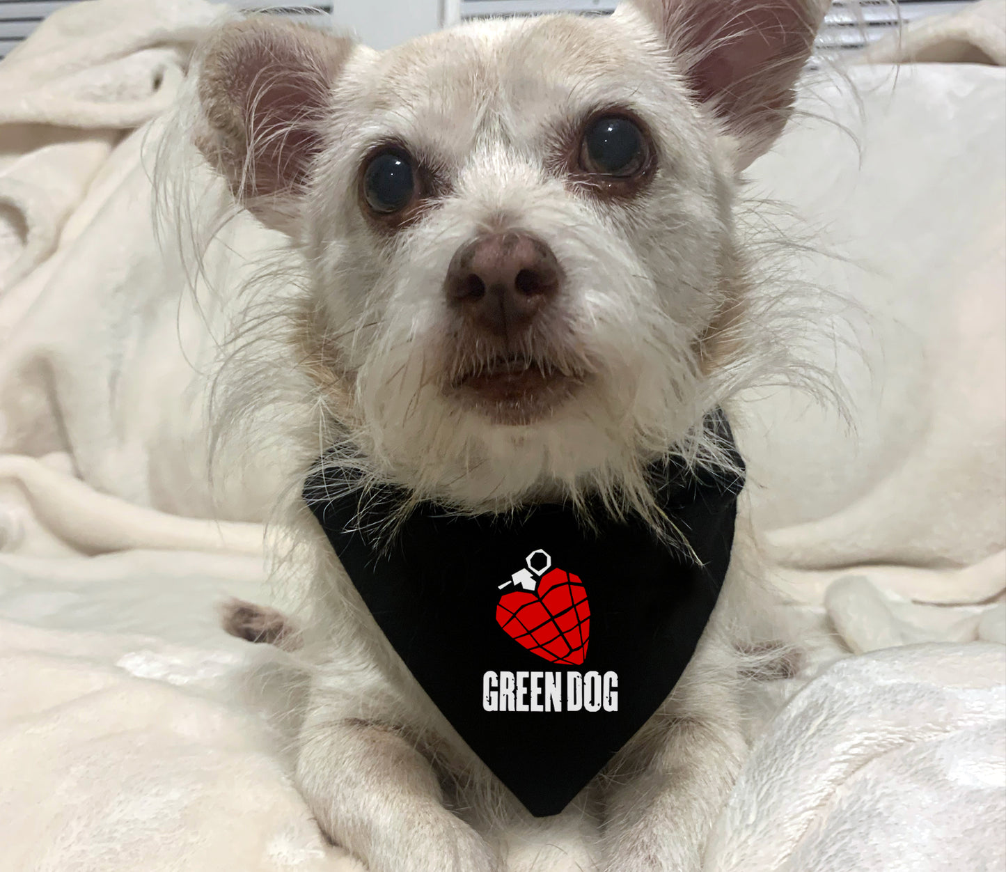 green dog - green day dog bandana