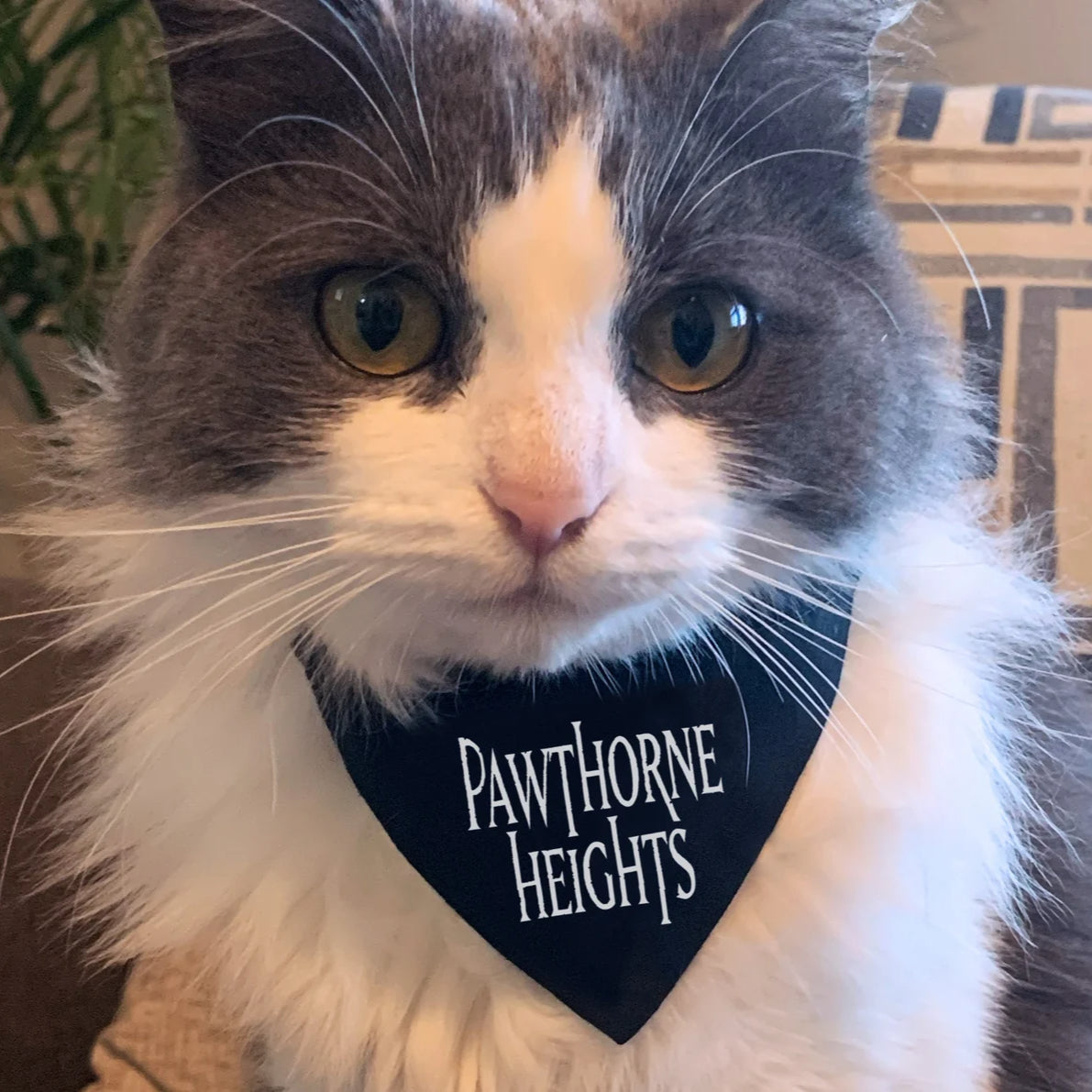 pawthorne heights - hawthorne heights pet bandana
