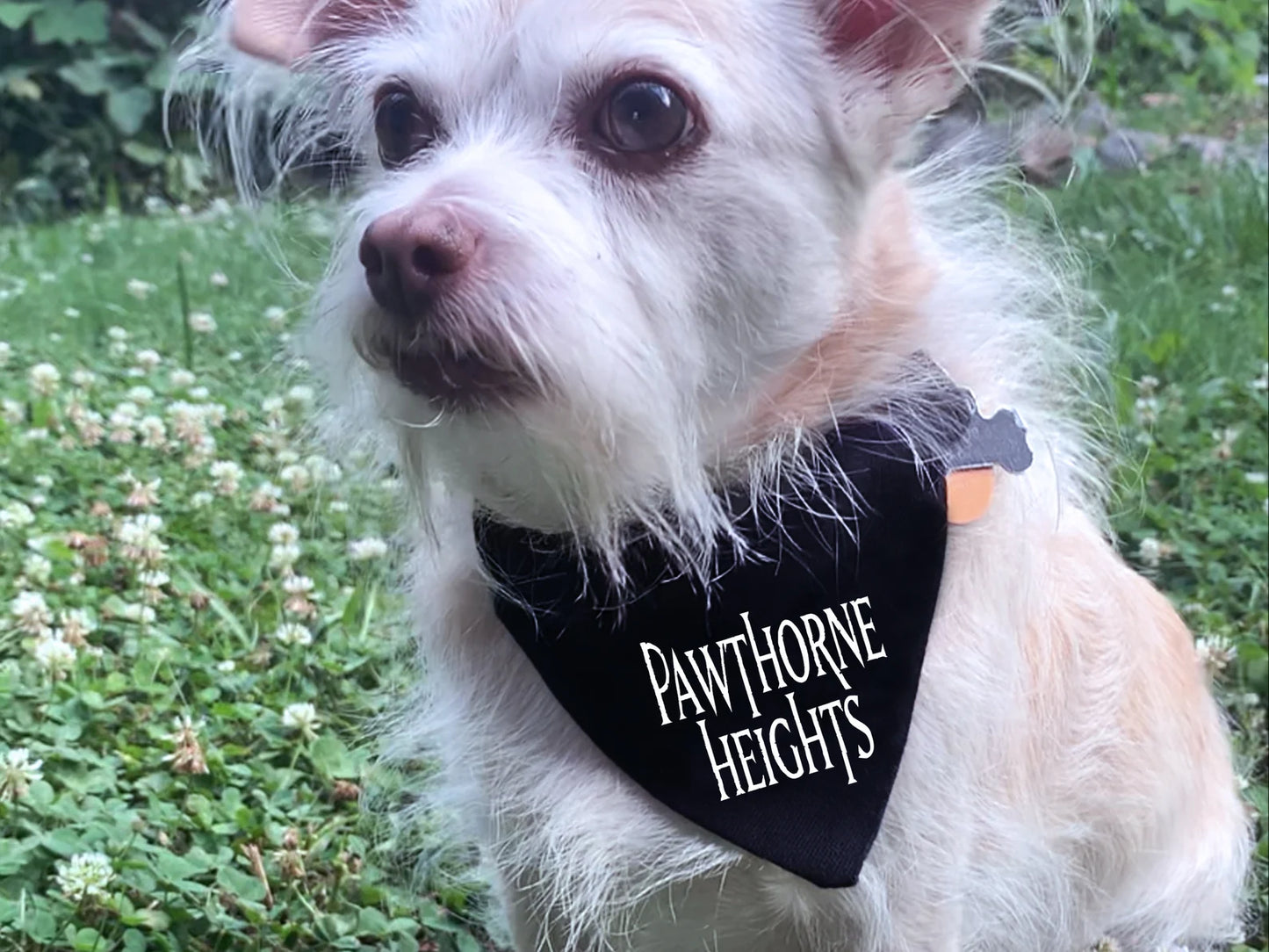 pawthorne heights - hawthorne heights pet bandana