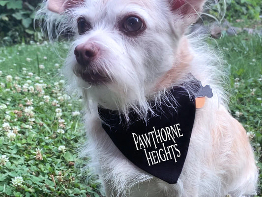 pawthorne heights - hawthorne heights pet bandana